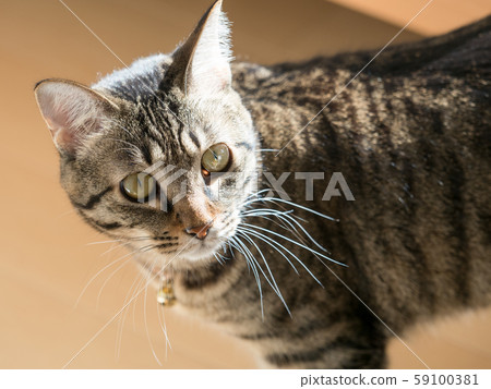 Domestic cat Domestic cat 59100381