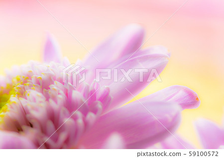 Wet chrysanthemum macro photo Wet chrysanthemum macro photo 59100572