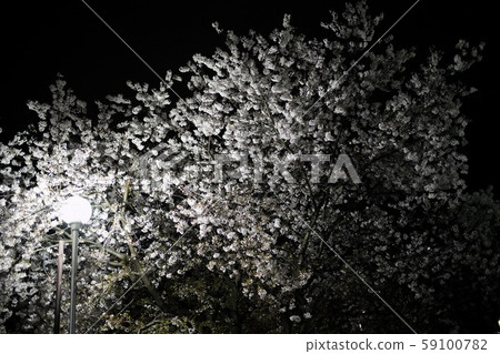 Cherry blossoms in full bloom illuminated by street lamps at night 59100782
