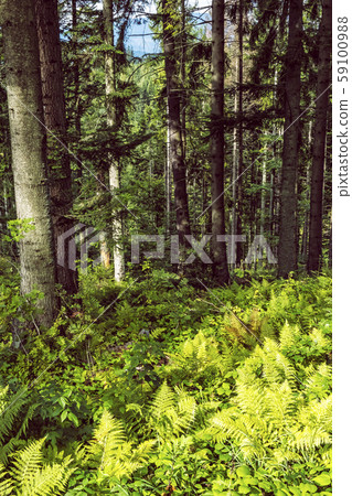 Coniferous forest, Babia hora, Orava, Slovakia 59100988
