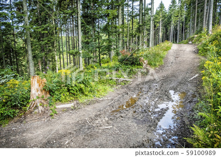Coniferous forest, Babia hora, Orava, Slovakia 59100989
