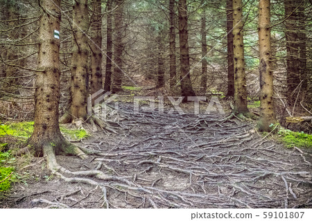 Coniferous forest, Little Fatra, Slovakia, hiking Coniferous forest, Little Fatra, Slovakia, hiking 59101807