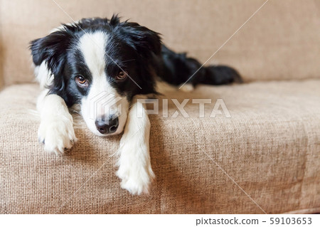 Funny portrait of cute smilling puppy dog border 59103653