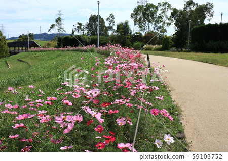  Autumn landscape: Cosmos flowers: Yamadaike Park Hill 59103752