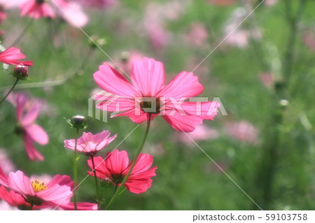  秋景：波斯菊：山田池公園山 59103758