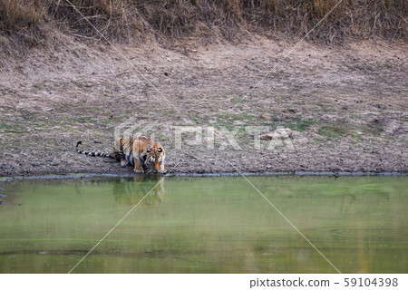 Female bengal tiger drinking water from natural pond at kanha tiger reserve or national park, madhya pradesh, india - panthera tigris Female bengal tiger drinking water from natural pond at kanha tiger reserve or national park, madhya pradesh, india - panthera tigris 59104398