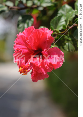 red hibiscus flower in the Park red hibiscus flower in the Park 59104936