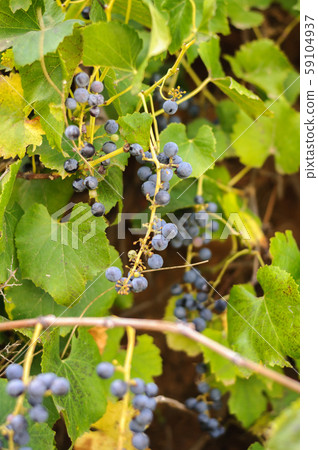 ripe black grapes on a Bush ripe black grapes on a Bush 59104937