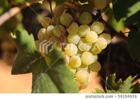 bunches of green grapes on a tree in the field bunches of green grapes on a tree in the field 59104939