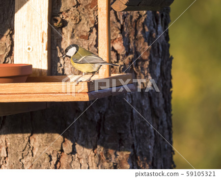 Close up Great tit, Parus major bird perched on 59105321