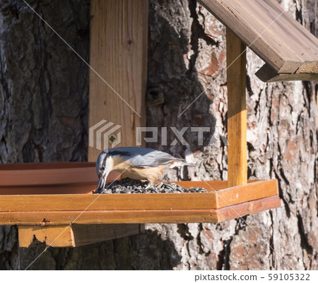 Close up wood Nuthatch or Eurasian nuthatch, Sitta 59105322