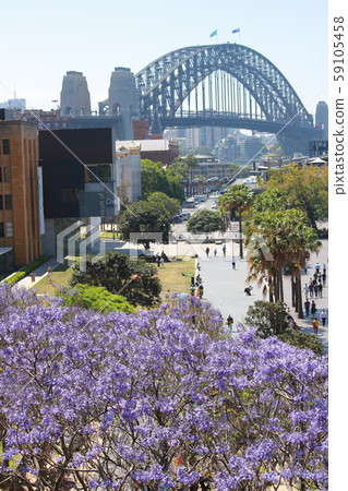 Harbor Bridge and Jacaranda 59105458