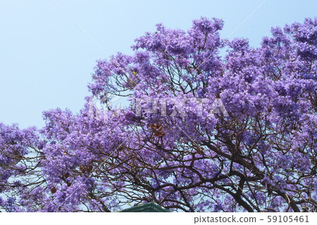 Jacaranda 59105461