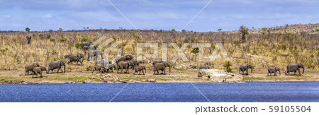 African bush elephant in Kruger National park, 59105504