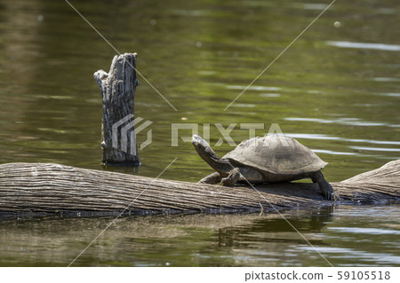 angulate tortoise in Kruger National park, South angulate tortoise in Kruger National park, South 59105518