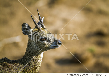 Klipspringer in Kruger National park, South Africa Klipspringer in Kruger National park, South Africa 59105537