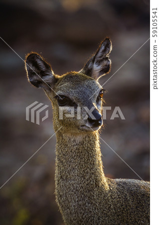 Klipspringer in Kruger National park, South Africa 59105541