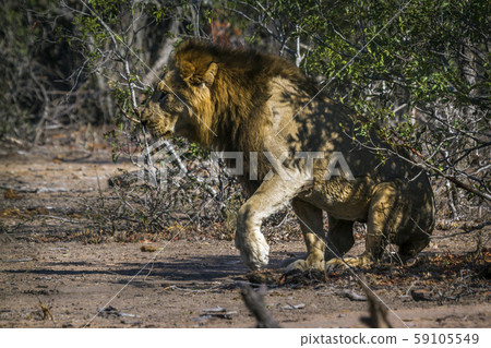 African lion in Kruger National park, South Africa African lion in Kruger National park, South Africa 59105549
