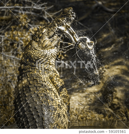 Nile crocodile in Kruger National park, South 59105561