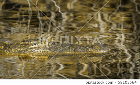 Nile crocodile in Kruger National park, South 59105564