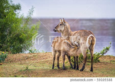 Common Waterbuck in Kruger National park, South Common Waterbuck in Kruger National park, South 59105588