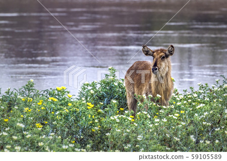 Common Waterbuck in Kruger National park, South Common Waterbuck in Kruger National park, South 59105589