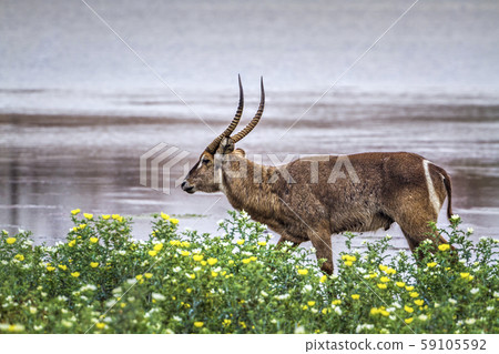 Common Waterbuck in Kruger National park, South Common Waterbuck in Kruger National park, South 59105592