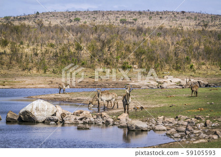 Common Waterbuck in Kruger National park, South 59105593