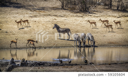 Plains zebra and common impala in Kruger National Plains zebra and common impala in Kruger National 59105604