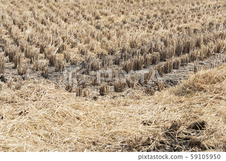 Rice-cutting rice fields Rice-cutting rice fields Paddy rice straw 59105950