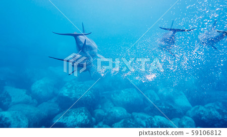 野生海豚父母和孩子水下照片 59106812