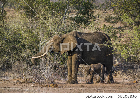 African bush elephant in Kruger National park, 59106830
