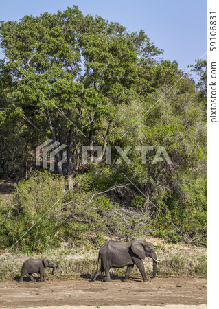 African bush elephant in Kruger National park, African bush elephant in Kruger National park, 59106831