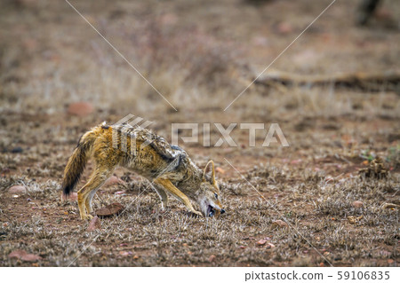 Black-backed jackal in Kruger National park, South Black-backed jackal in Kruger National park, South 59106835