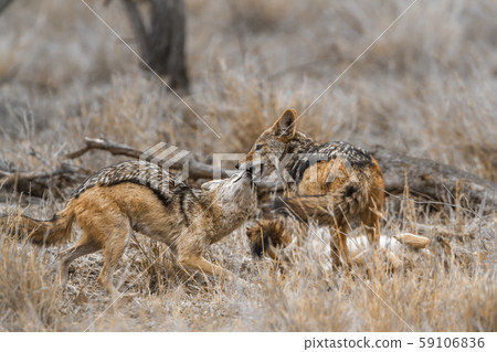 Black-backed jackal in Kruger National park, South Black-backed jackal in Kruger National park, South 59106836
