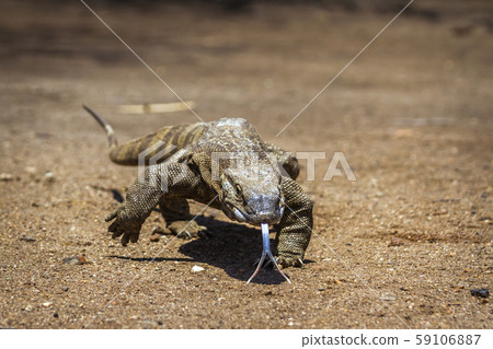 Nile monitor in Kruger National park, South Africa 59106887
