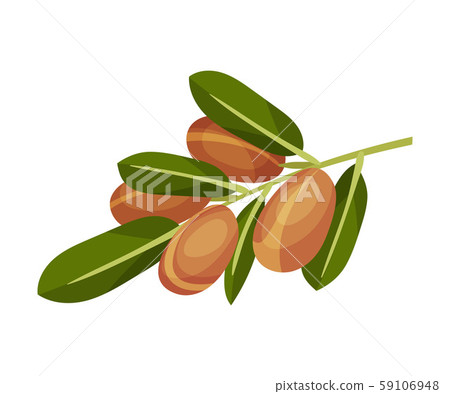 Jojoba Branch and Fruit Vector Illustration. Alternative Medicine Concept 59106948