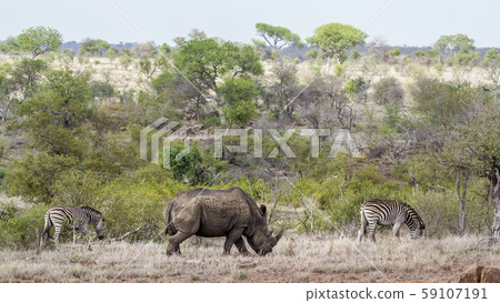 Plains zebra and Southern white rhinoceros in Plains zebra and Southern white rhinoceros in 59107191
