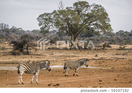 Plains zebra in Kruger National park, South Africa 59107192