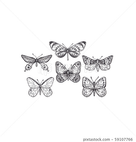 Collection of butterflies and moths hand drawn 59107766