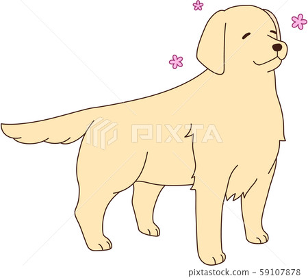 金毛尋回犬 59107878