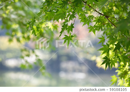 11月上旬，東京，一個美麗的秋天公園 59108105