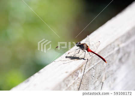 蜻蜓在秋天公園裡飛 59108172