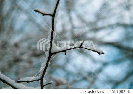 Tree branch covered with snow. 59108268