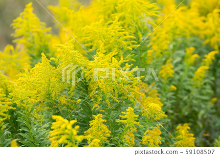 豚草 59108507