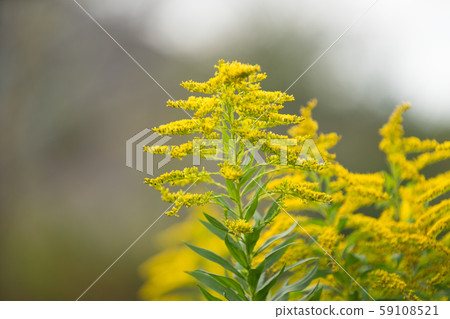 Ragweed 59108521
