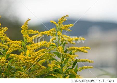 Ragweed 59108524