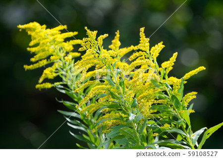 豚草 59108527