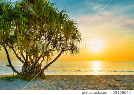 Sunset at tropical beach with palms 59108643