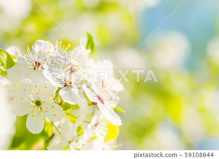 White flowers on a blossom cherry tree White flowers on a blossom cherry tree 59108644